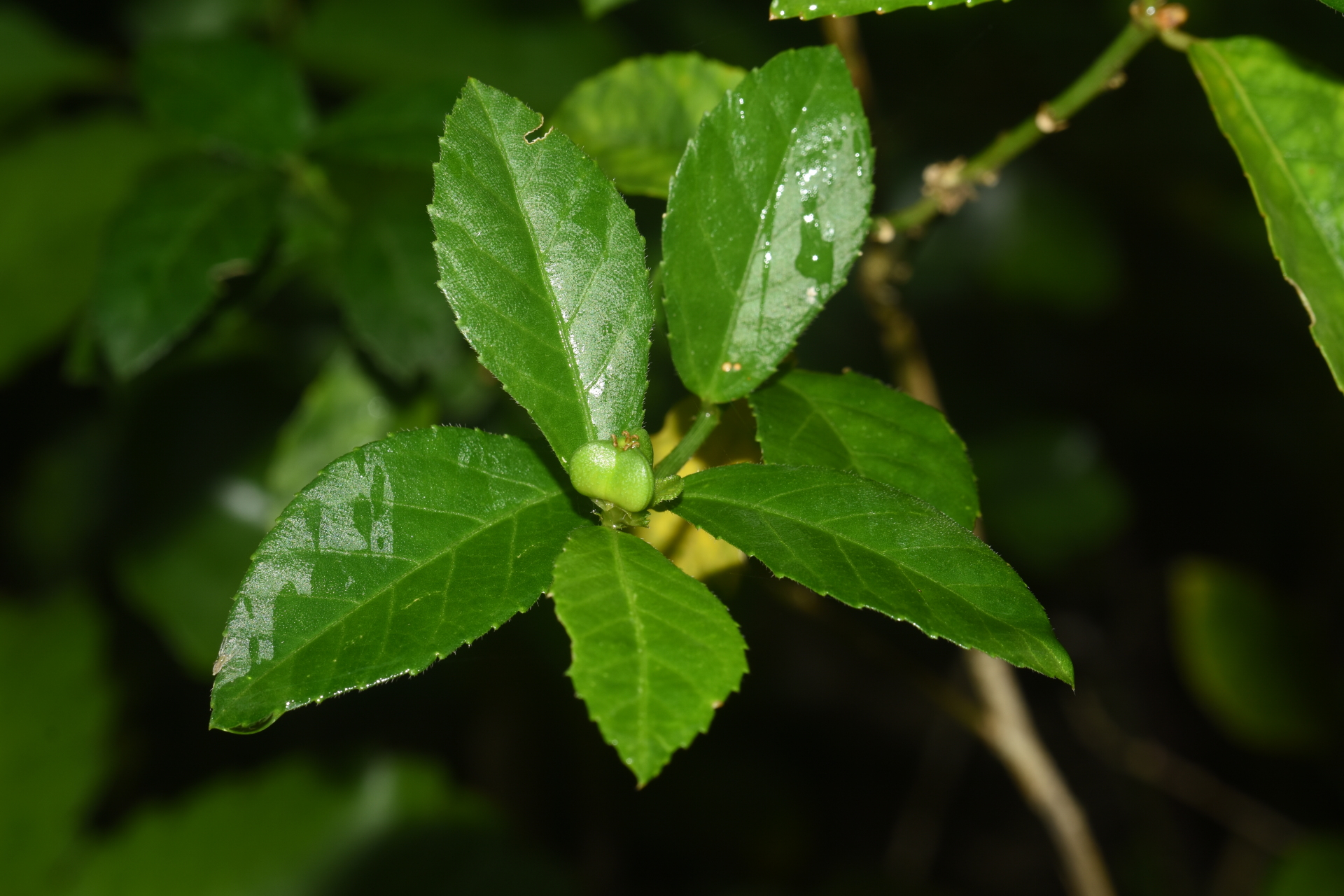 Bernardia corensis (Jacq.) Müll.Arg. - Photo Bivouac Naturaliste